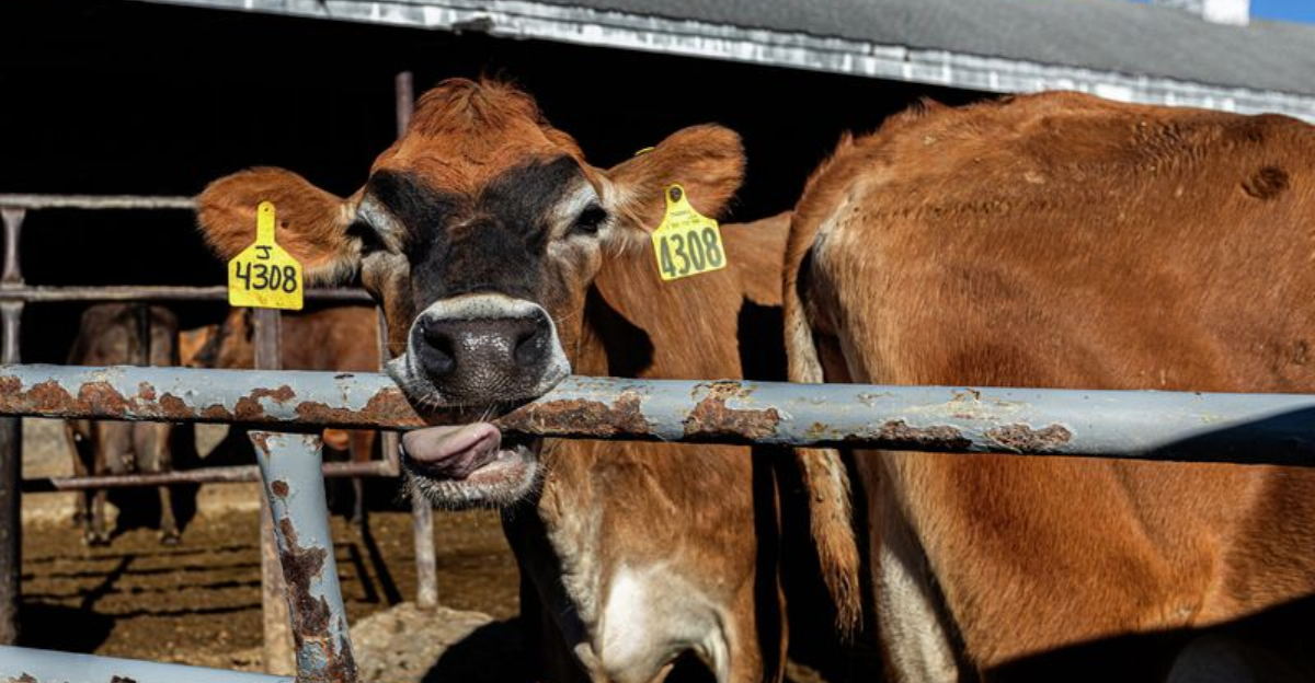 Connecticut Dairy With 150-Year Legacy Scoops Into Sweet Adventure