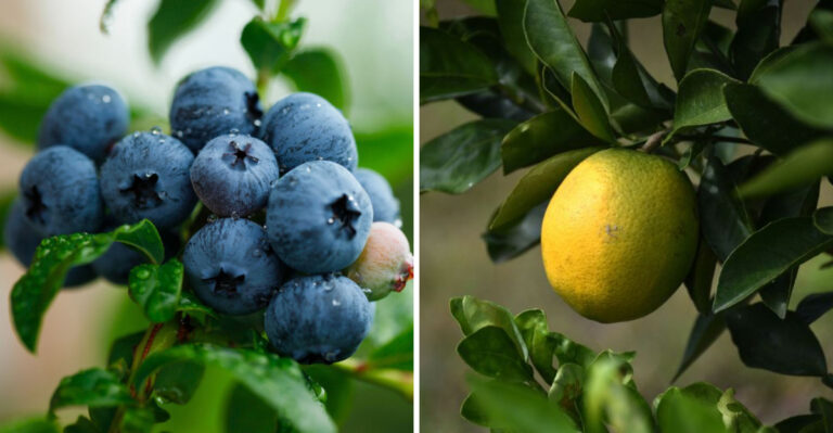 18 Foods That Could Disappear Before Summer Because Of Supply Issues
