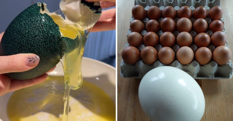 15 Eggs That Aren’t From Chickens But Are Edible