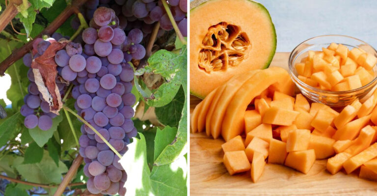 15 Fruits And The Baby Boomer Perception Of Their Flavor Evolution