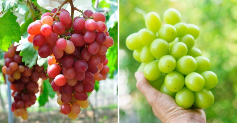 20 Types Of Grapes And What Makes Each Unique