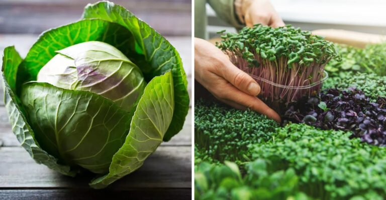 10 Leafy Greens That Deserve A Spot In A Healthy Diet