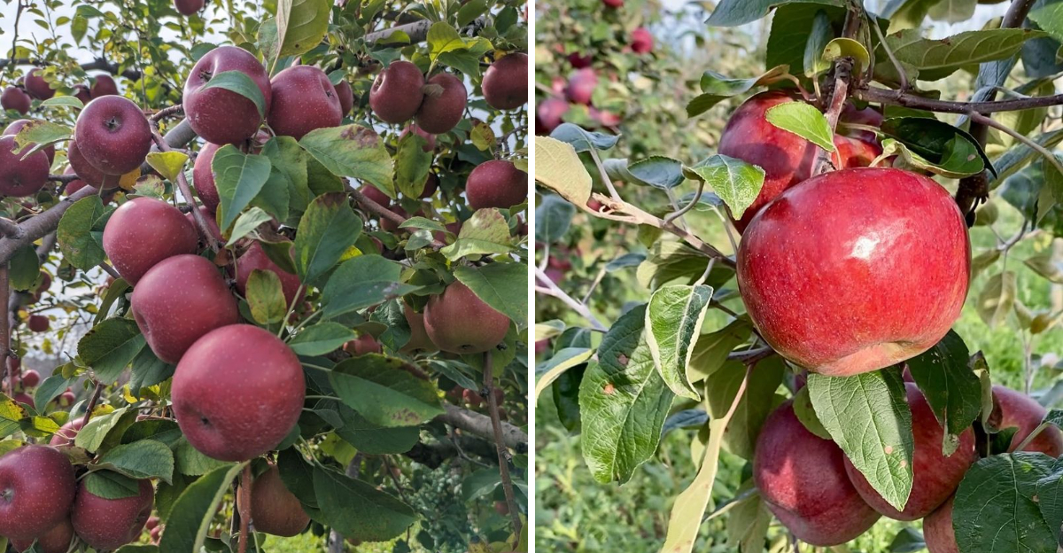 15 Apples That Work Well In Apple Pie